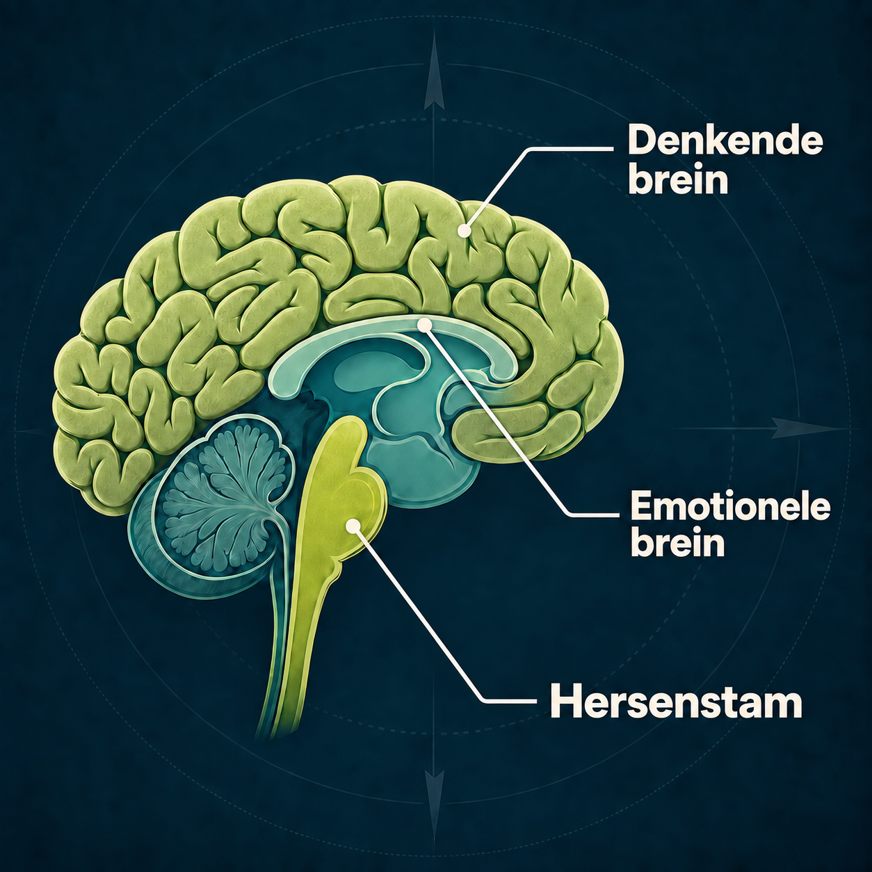 Illustratie van een brein met de labels denkende brein, emotionele brein en hersenstam.